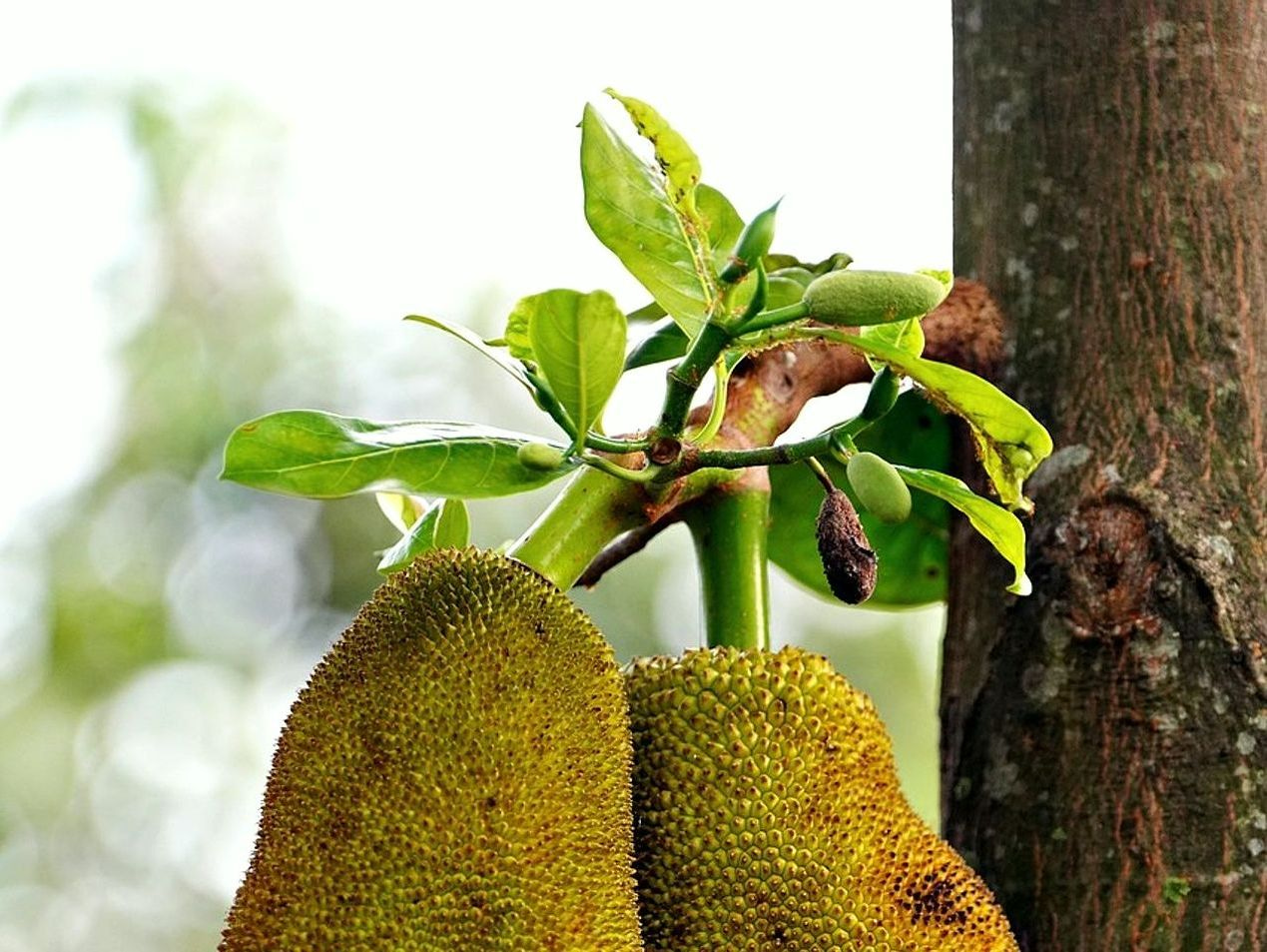 Frutas de temporada